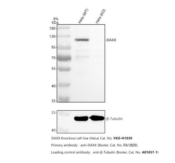 pa1809 daxx primary antibodies wb testing 2_1