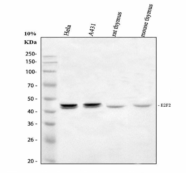 pa1810 e2f2 primary antibodies wb testing 1