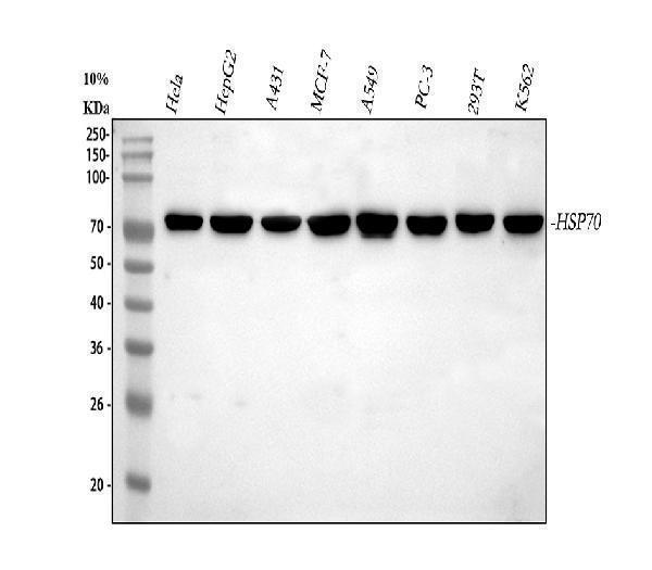 pa1813 anxa3 primary antibodies wb testing 1