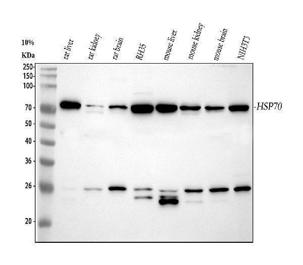 pa1813 anxa3 primary antibodies wb testing 2