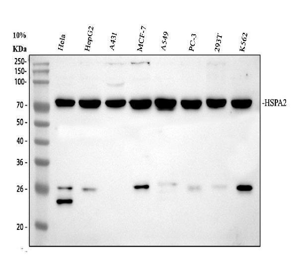 pa1814 hspa2 primary antibodies wb testing 1