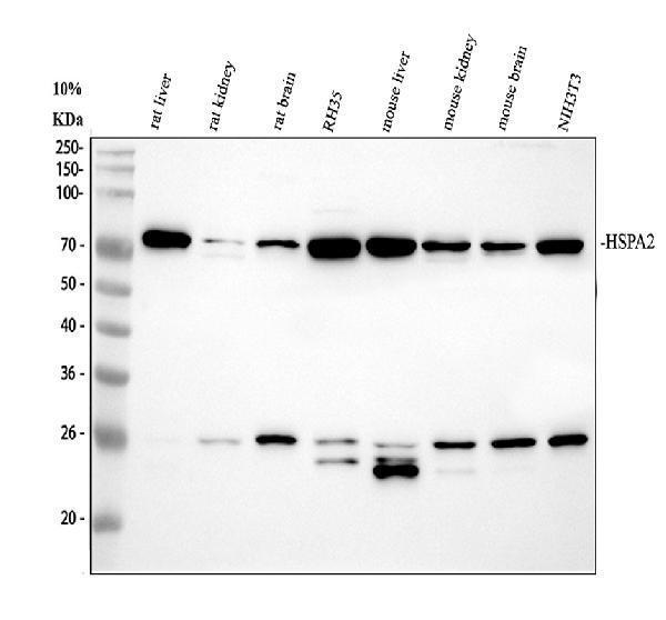 pa1814 hspa2 primary antibodies wb testing 2