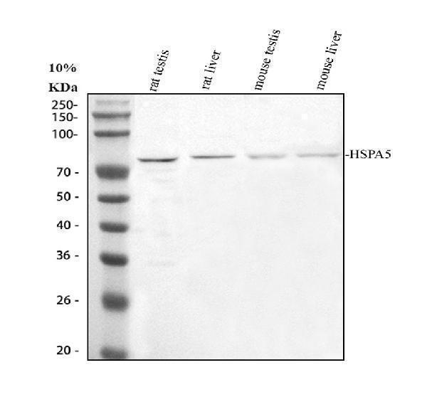 pa1815 hspa5 primary antibodies wb testing 1