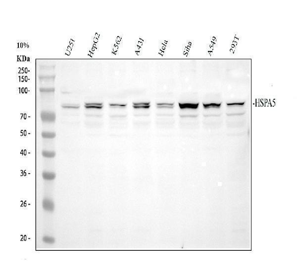 Western blot analysis of HSPA5 using anti-HSPA5 antibody (PA1815)