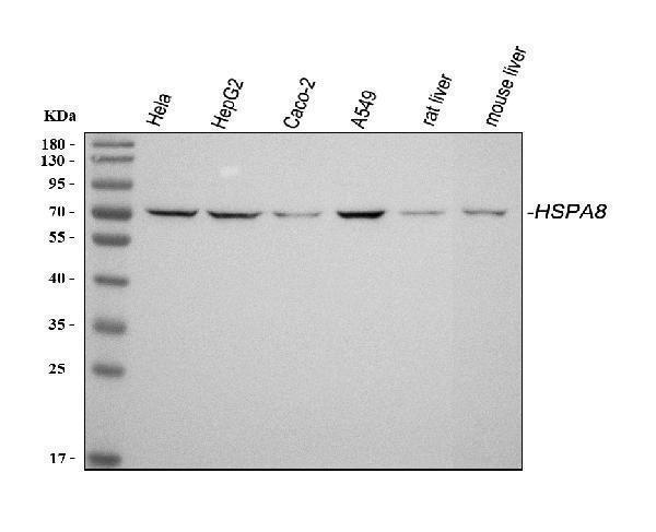 pa1816 hspa8 primary antibodies wb testing 1
