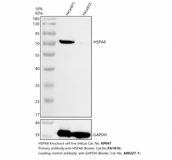 pa1816 hspa8 primary antibodies wb testing 2_1