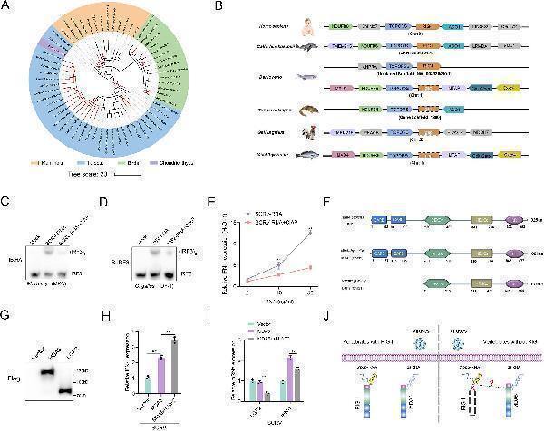 A genetic compensation response model for RIG loss
