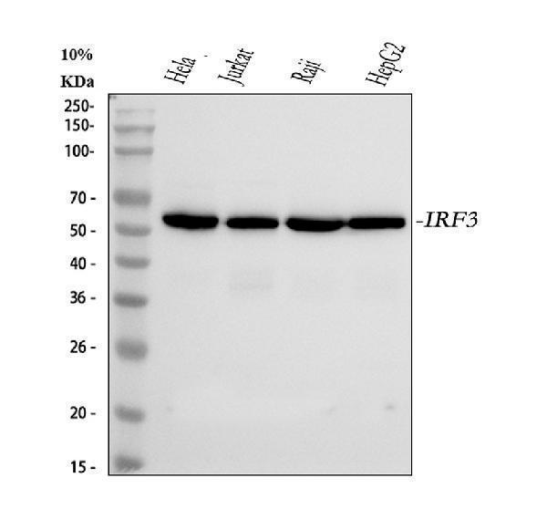 Western blot analysis of IRF3 using anti-IRF3 antibody (PA1819)