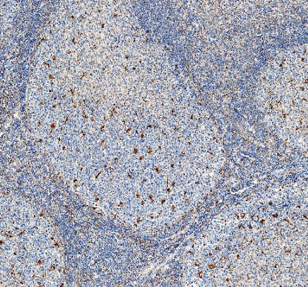 pa1822 lamp1 primary antibodies ihc testing 1