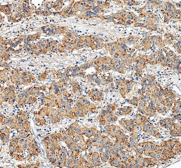 pa1822 lamp1 primary antibodies ihc testing 2