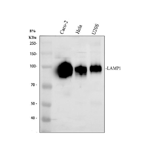 pa1822 lamp1 primary antibodies wb testing 1_1