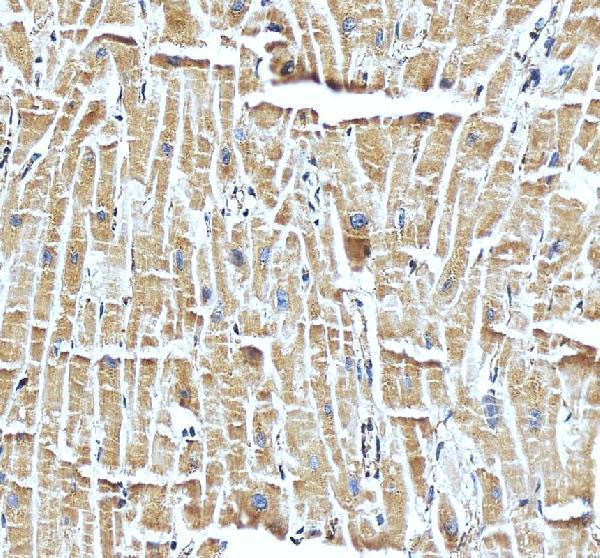 pa1827 mb primary antibodies ihc testing 4