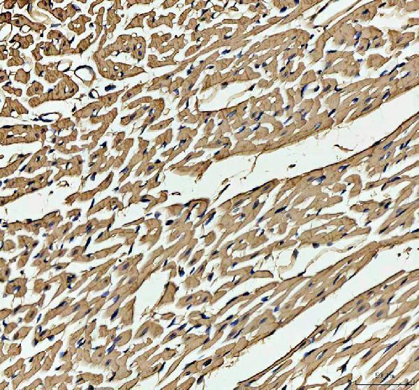 pa1827 myoglobin primary antibodies ihc testing 3