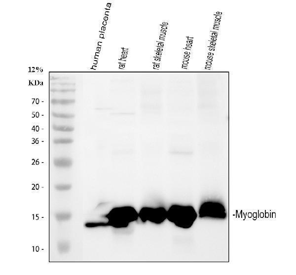 pa1827 myoglobin primary antibodies wb testing 1