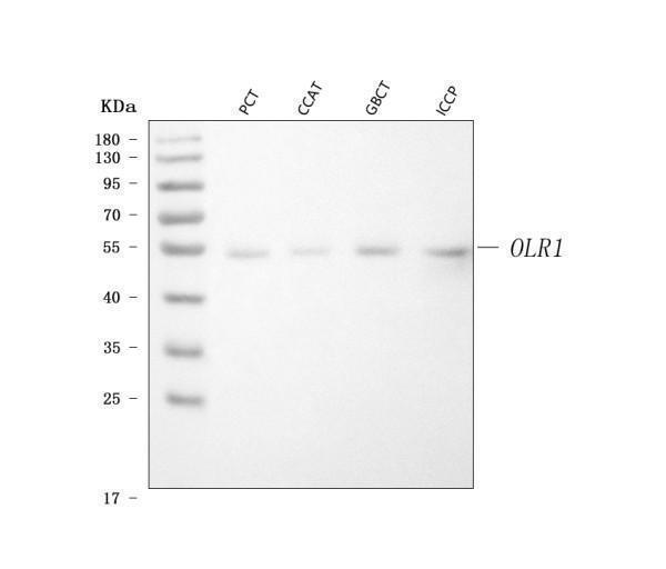 pa1833 olr1 primary antibodies wb testing 1_1