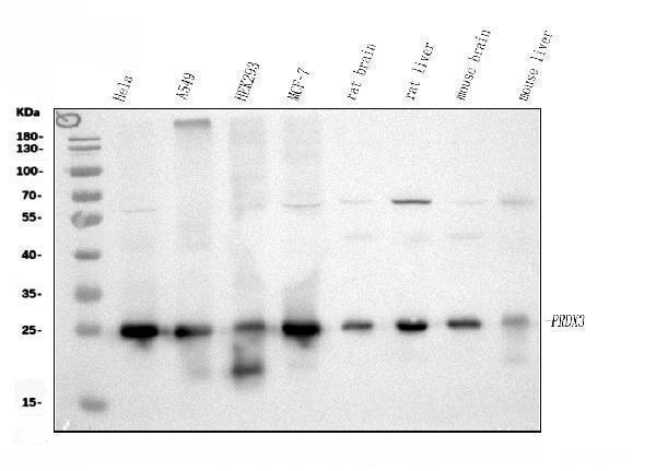 pa1835 prdx3 primary antibodies wb testing 1