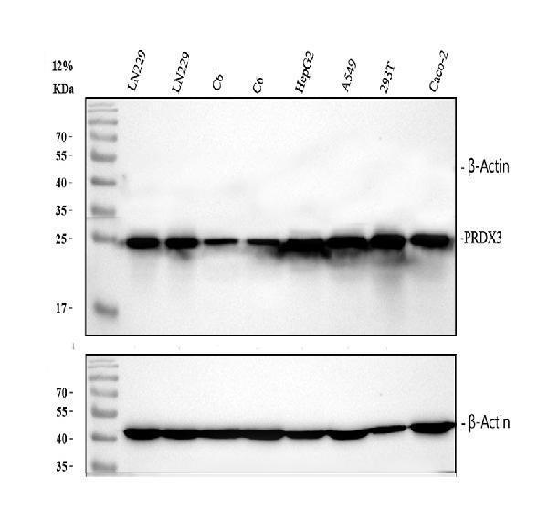 pa1835 prdx3 primary antibodies wb testing 1_1