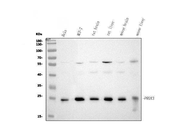 pa1836 prdx3 primary antibodies wb testing 1