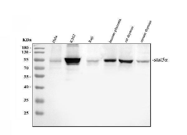 pa1840 stat5a primary antibodies wb testing 1