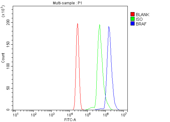 Flow Cytometry analysis of U937 cells using anti-BRAF antibody (PA1848)