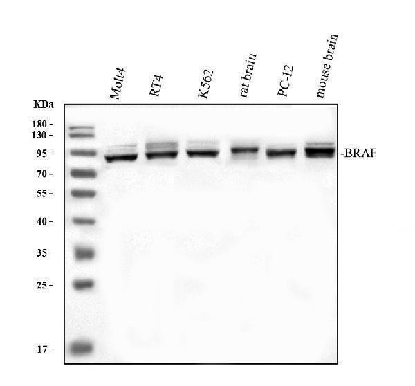 Western blot analysis of BRAF using anti-BRAF antibody (PA1848)