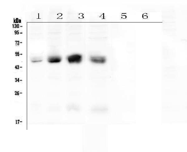 pa1852 ataxin_3 primary antibodies wb testing 1