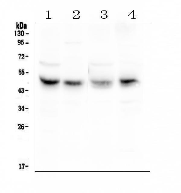 pa1852 ataxin_3 primary antibodies wb testing 2