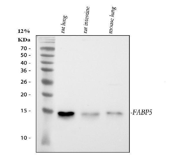 pa1853 fabp5 primary antibodies wb testing 1_1