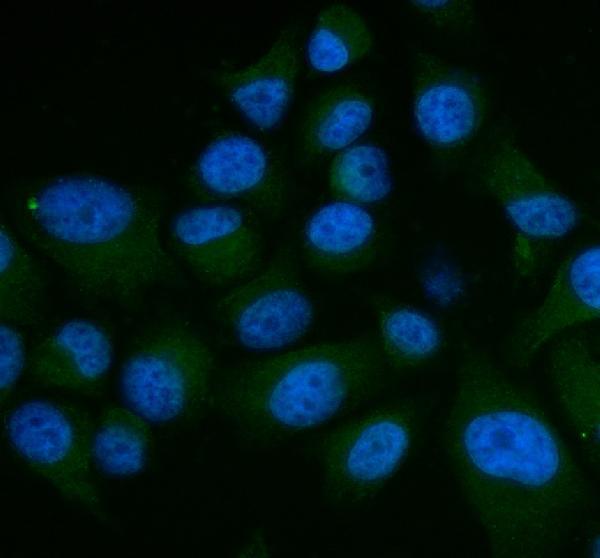  IF analysis of SHP2/PTPN11 using anti-SHP2/PTPN11 antibody (PA1860)