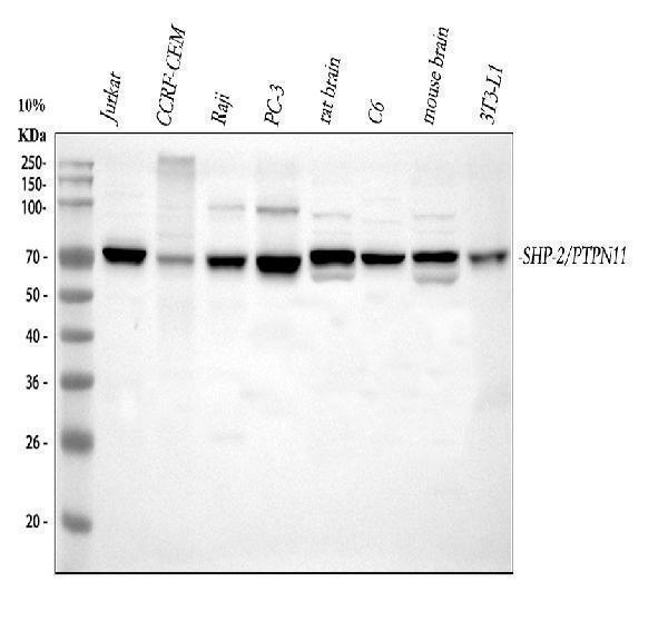  Western blot analysis of SHP2/PTPN11 using anti-SHP2/PTPN11 antibody (PA1860)