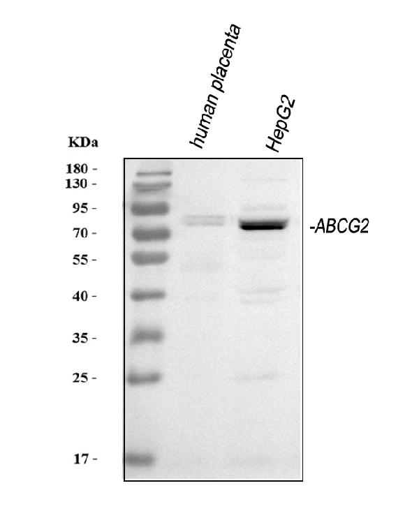 Western blot analysis of BCRP/ABCG2 using anti-BCRP/ABCG2 antibody (PA1869).