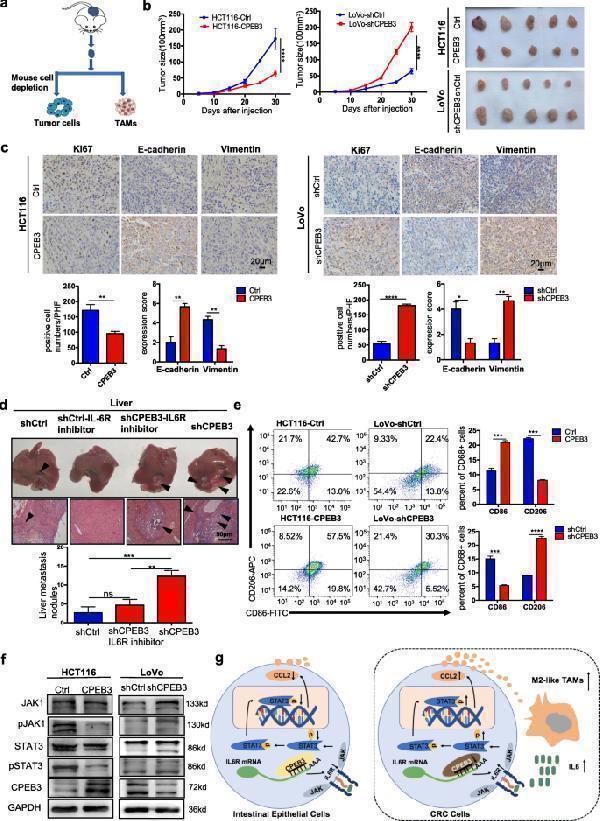 pa1874 1 13046_2020_1637_fig6_html