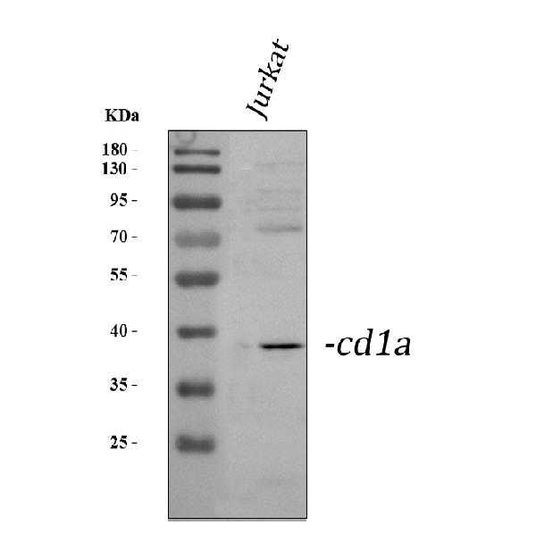 Western blot analysis of CD1a using anti-CD1a antibody (PA1875).