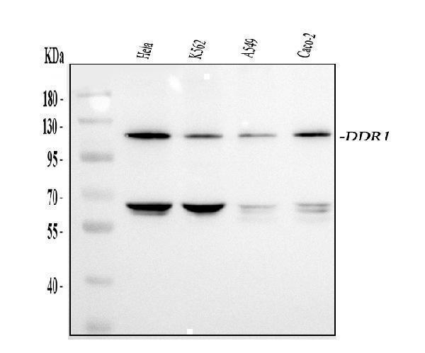  Western blot analysis of DDR1 using anti-DDR1 antibody (PA1878)