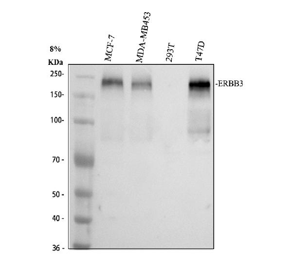 pa1880 erbb3 primary antibodies wb testing 1