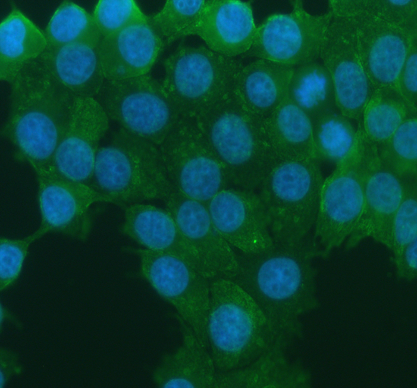 IF analysis of FMO4 using anti-FMO4 antibody (PA1883)