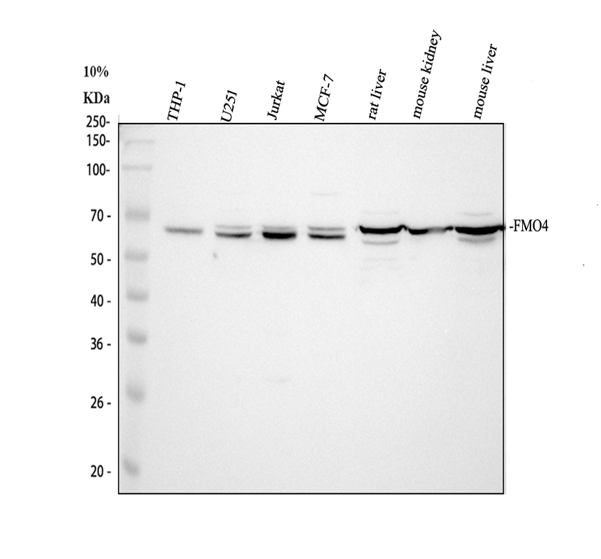 Western blot analysis of FMO4 using anti-FMO4 antibody (PA1883)