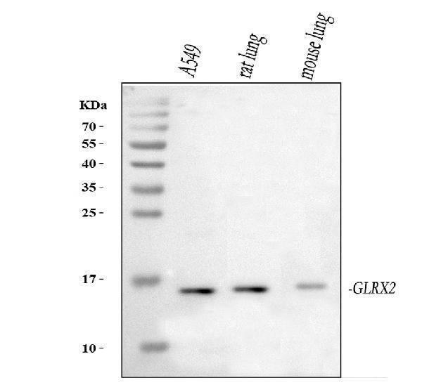 pa1885 glrx2 primary antibodies wb testing 1