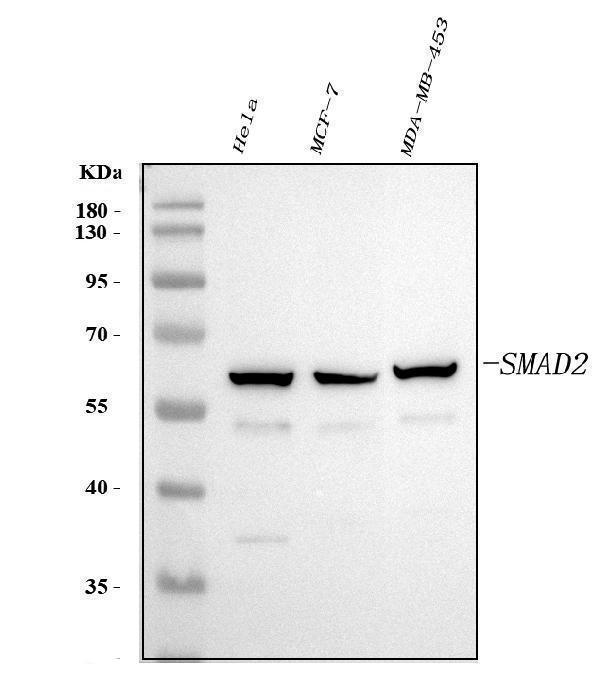 pa1898 smad2 primary antibodies wb testing 1