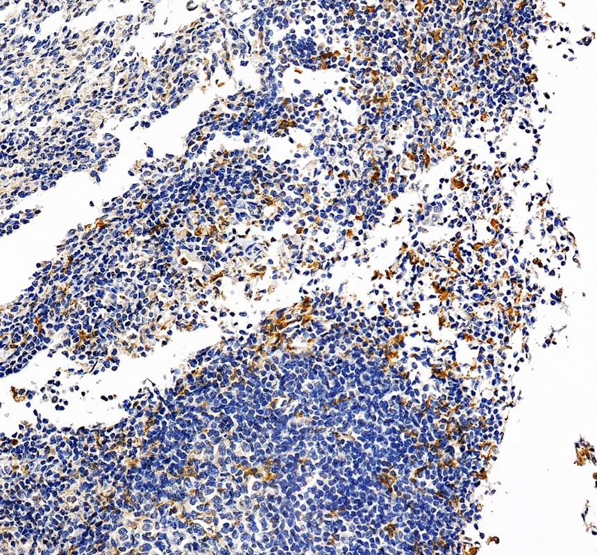 pa1905 csf1r primary antibodies ihc testing 3