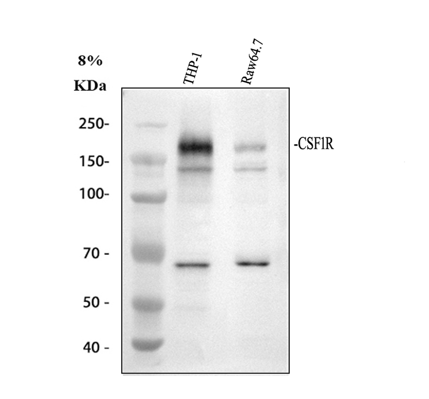 Western blot analysis of CSF1R using anti-CSF1R antibody (PA1905)