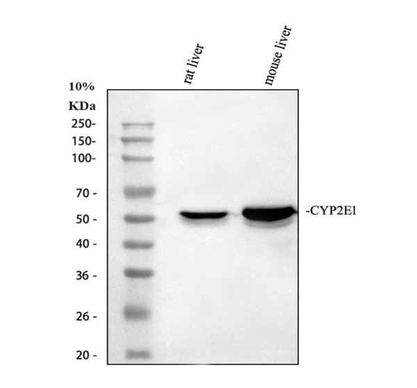 pa1909 cyp2e1 primary antibodies wb testing 1