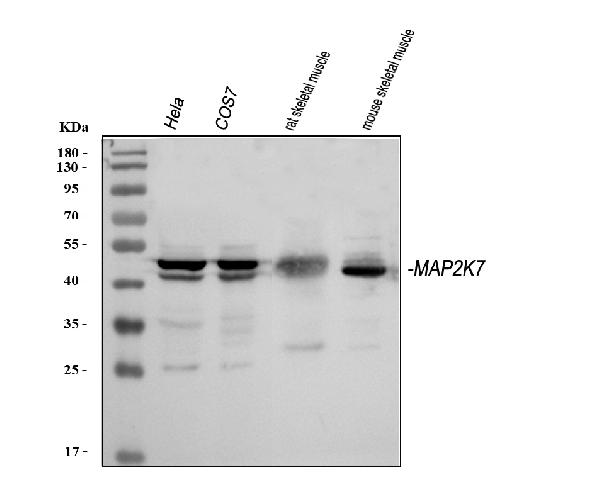 Western blot analysis of MEK7/MAP2K7 using anti-MEK7/MAP2K7 antibody (PA1922).