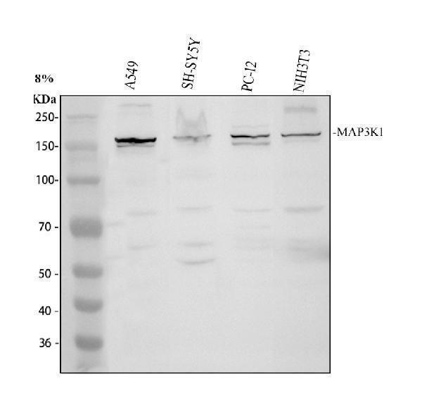 pa1923 map3k1 primary antibodies wb testing 1