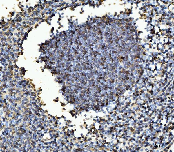 pa1928 mybl2 primary antibodies ihc testing 2