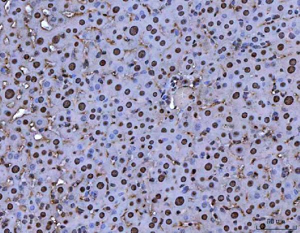 pa1928 mybl2 primary antibodies ihc testing 3