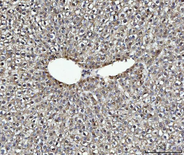 pa1928 mybl2 primary antibodies ihc testing 4