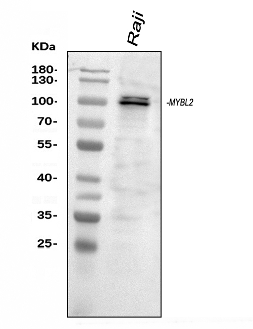 pa1928 mybl2 primary antibodies wb testing 1