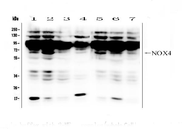 Figure 1. Western blot analysis of NADPH oxidase 4/NOX4 using anti-NADPH oxidase 4/NOX4 antibody (PA1929). Electrophoresis was performed on a 5-20% SDS-PAGE gel at 70V (Stacking gel) / 90V (Resolving gel) for 2-3 hours. The sample well of each lane was loaded with 50ug of sample under reducing conditions. Lane 1: human HepG2 whole cell lysates, Lane 2: human SW620 whole cell lysates, Lane 3: human HK-2 whole cell lysates, Lane 4: human HL-60 whole cell lysates, Lane 5: human 293T whole cell lysates, Lane 6: human SW579 whole cell lysates, Lane 7: human SK-OV-3 whole cell lysates. After Electrophoresis, proteins were transferred to a Nitrocellulose membrane at 150mA for 50-90 minutes. Blocked the membrane with 5% Non-fat Milk/ TBS for 1.5 hour at RT. The membrane was incubated with rabbit anti-NADPH oxidase 4/NOX4 antigen affinity purified polyclonal antibody (Catalog # PA1929) at 0.5 microg/mL overnight at 4°C, then washed with TBS-0.1%Tween 3 times with 5 minutes each and probed with a goat anti-rabbit IgG-HRP secondary antibody at a dilution of 1:10000 for 1.5 hour at RT. The signal is developed using an Enhanced Chemiluminescent detection (ECL) kit (Catalog # EK1002) with Tanon 5200 system. A specific band was detected for NADPH OXIDASE 4/NOX4 at approximately 67KD. The expected band size for NADPH OXIDASE 4/NOX4 is at 67KD.
