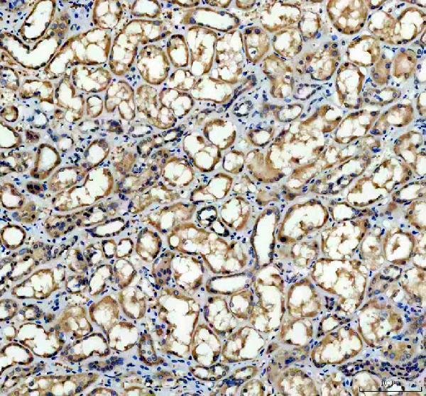 pa1929 nox4 primary antibodies ihc testing 1